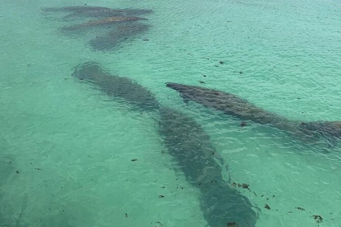 Manatee Discovery Anna Maria Island - Tour Details and Inclusions