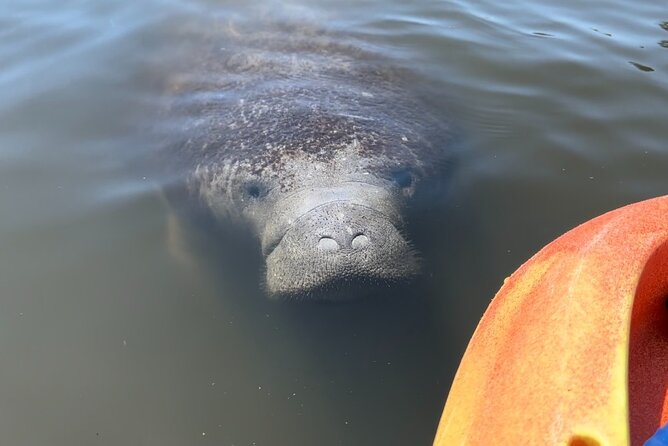 Manatee Discovery Anna Maria Island - Customer Reviews and Feedback