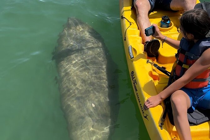 Manatee Discovery Anna Maria Island - Accessibility and Recommendations