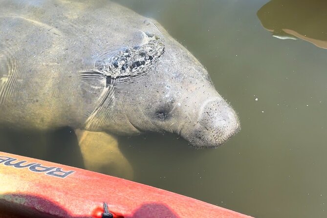 Manatee Discovery Anna Maria Island - Exploring the Waterways