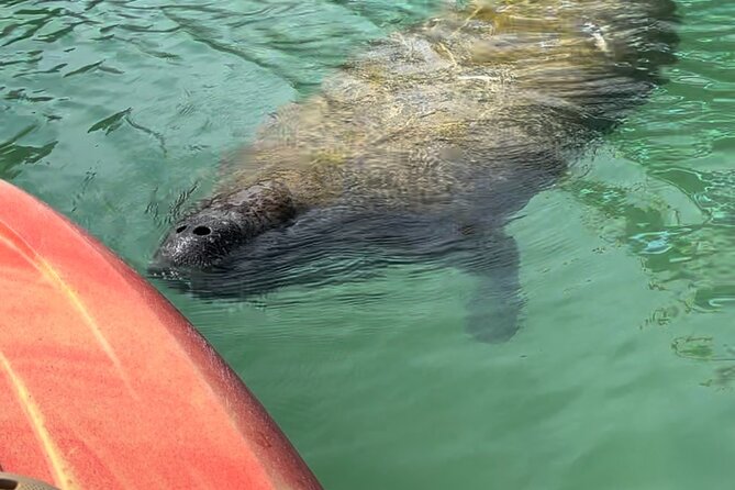 Manatee Discovery Anna Maria Island - Connecting With Nature