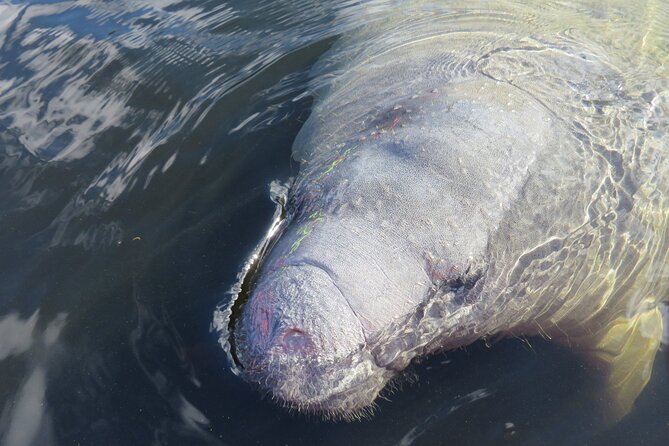 Manatee Discovery Kayak Tour for Small Groups Near Orlando - Accessibility