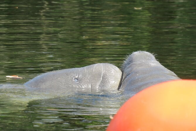 Manatee Discovery Kayak Tour for Small Groups Near Orlando - Customer Reviews
