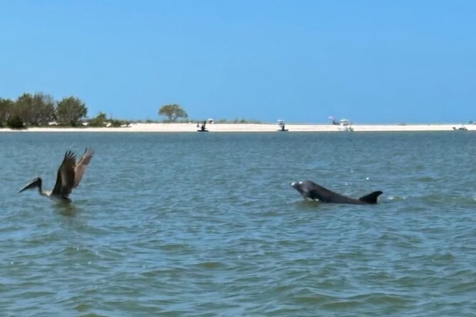 Manatee, Dolphin and 10,000 Islands Sunset Cruise! - Exploring the 10,000 Islands