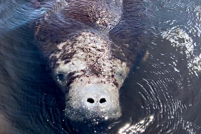 Manatee, Dolphin and 10,000 Islands Sunset Cruise! - Sunset Cruise in Naples