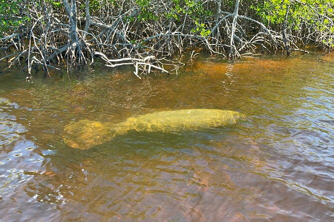 Manatee, Dolphin and 10,000 Islands Sunset Cruise! - Sailing Into Everglades National Park