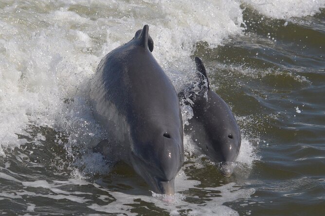 Manatee, Dolphin and 10,000 Islands Sunset Cruise! - Small Group or Private Experience