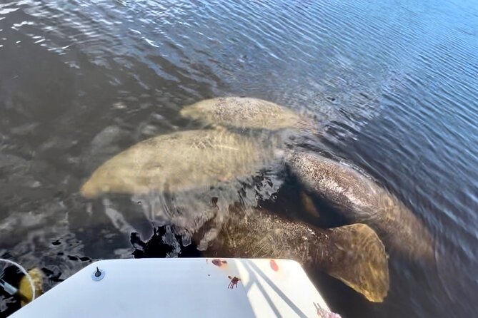 Manatee, Dolphin and 10,000 Islands Sunset Cruise! - Included and Not Included Details