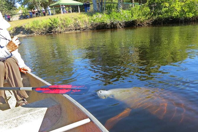 Manatee Kayak Encounter - Marveling at Manatee Movements