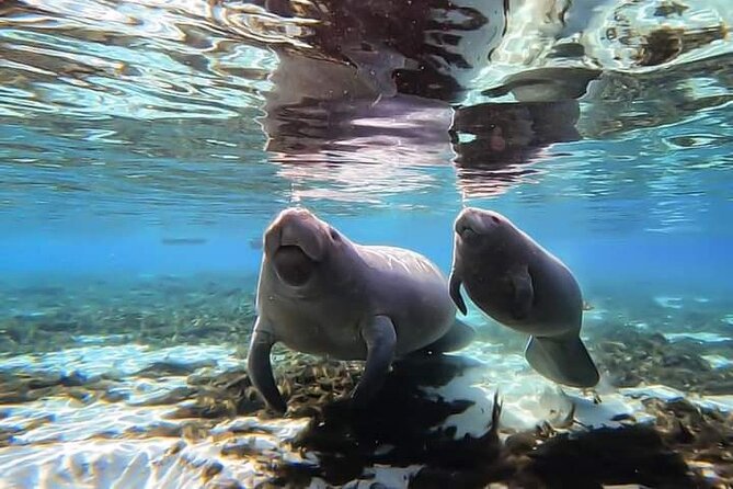 Manatee Kayak Encounter - Eco-Friendly Kayaking Experience