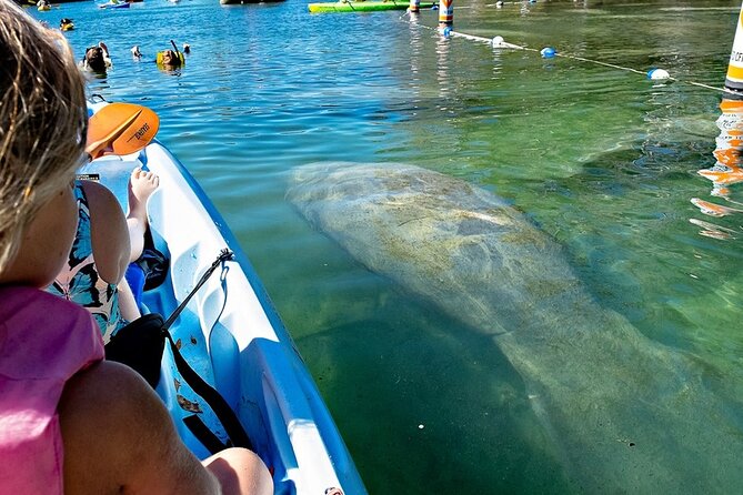 Manatee Kayak Encounter - Wildlife Refuge and Rivers