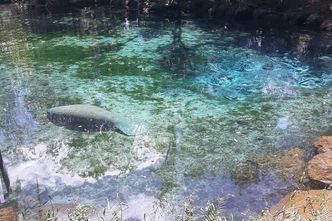 Manatee Kayak Encounter - Kayak, Paddle, and Life Jacket