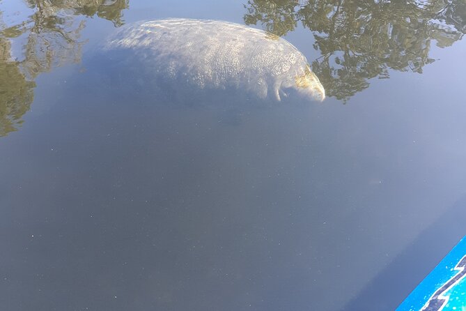Manatee Kayak Encounter - Additional Tour Information