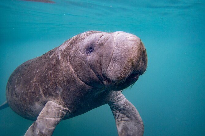 Manatee Magic Private 3 Hour Swim Heated Boat with Restroom - Final Thoughts