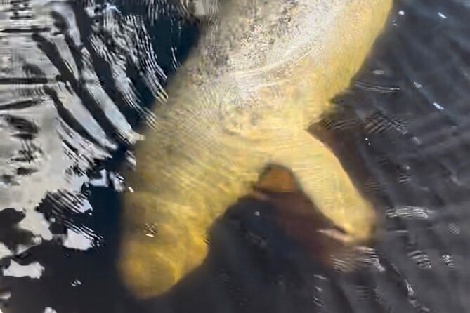 Manatee Sightseeing and Wildlife Boat Tour - Accessibility and Dress Code
