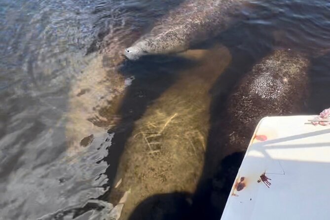 Manatee Sightseeing and Wildlife Boat Tour - Tour Capacity and Reviews