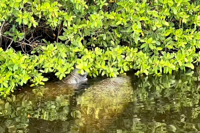 Manatee Sightseeing and Wildlife Boat Tour - Customer Feedback