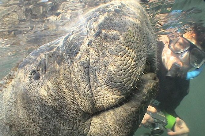 Manatee Snorkel Tour From American Pro Diving Center - Accessibility and Policies