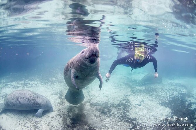 Manatee Snorkel Tour - Small Group - Inclusions and Equipment