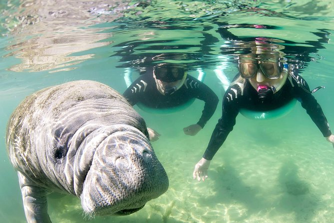 Manatee Snorkel Tour - Small Group - What to Expect on the Tour