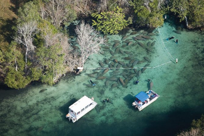 Manatee Snorkel Tour With In-Water Divemaster/Photographer - Highlights of the Experience