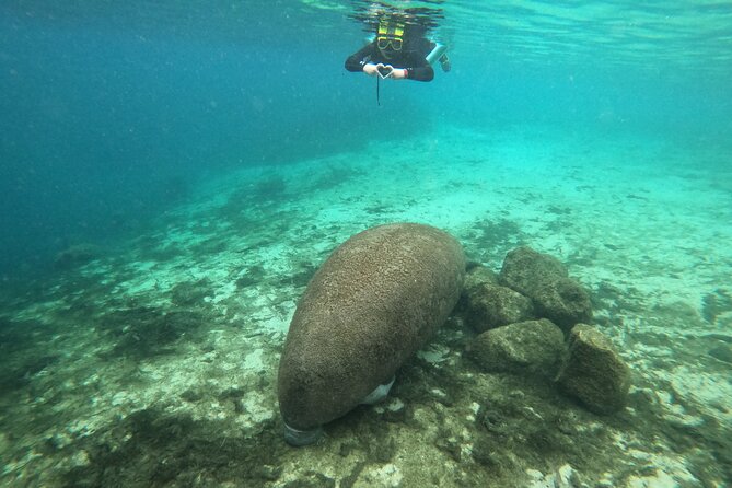 Manatee Snorkeling Crystal River Florida Semi-Private - Included Gear and Amenities