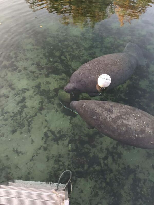 Manatee Snorkeling Tour with in water Guide and photographer - Who Would Love This Tour?