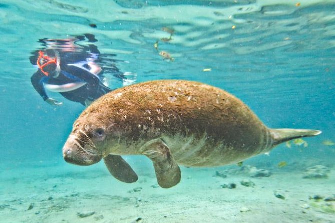 Manatee Swim and Wildlife Park With Upgrade Options From Orlando - Snorkeling With Manatees