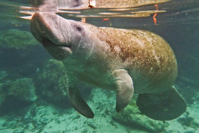 Manatee Swim and Wildlife Park With Upgrade Options From Orlando - Exploring Homosassa Springs