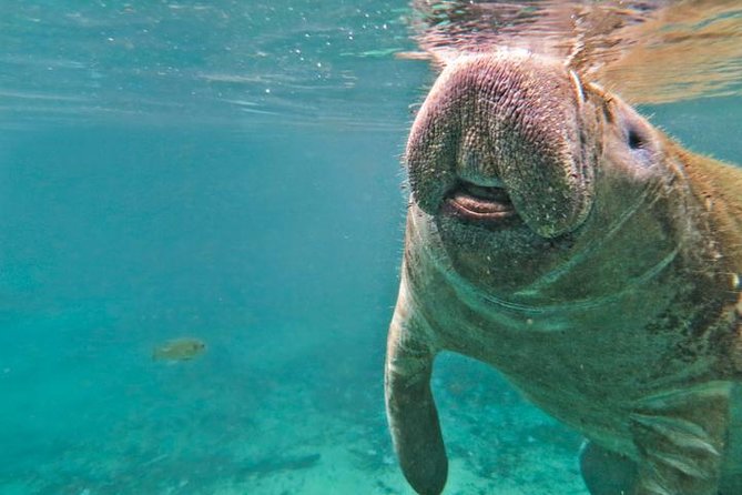 Manatee Swim and Wildlife Park With Upgrade Options From Orlando - Thrilling Airboat Ride