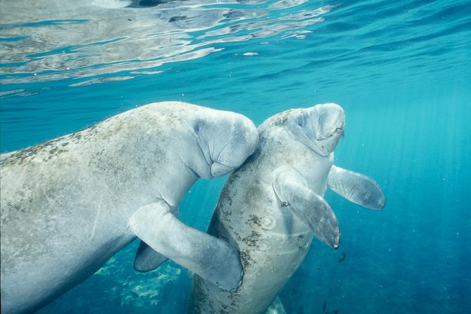 Manatee Swim and Wildlife Park With Upgrade Options From Orlando - Picnic Lunch Details