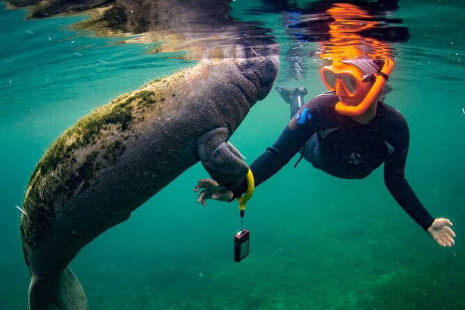 Manatee Swim and Wildlife Park With Upgrade Options From Orlando - Tour Duration and Meeting Points