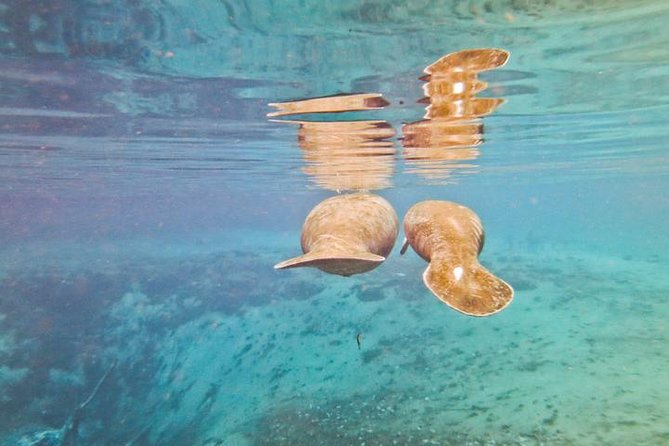 Manatee Swim and Wildlife Park With Upgrade Options From Orlando - Upgrade Options Available