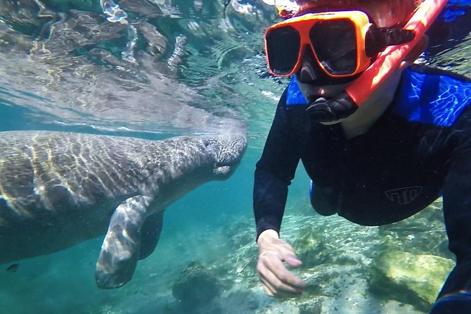 Manatee Swim Tour With in Water Photographer - Just The Basics