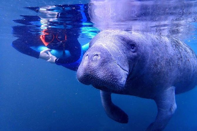 Manatee Swim Tour With in Water Photographer - Photographic Opportunities