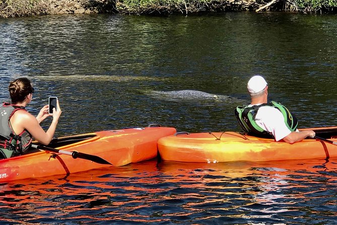 Manatees and Mangrove Tunnels Small Group Kayak Tour - Mangrove Exploration