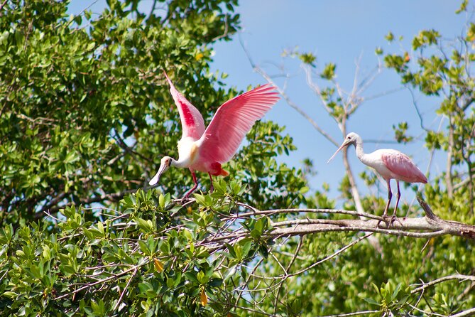 Manatees and Mangrove Tunnels Small Group Kayak Tour - Pricing and Reviews