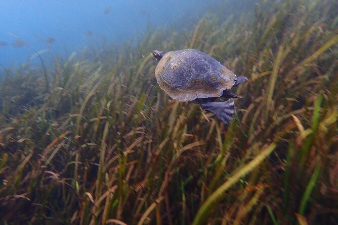 Manatees and Rainbow River by SCUBA or Snorkel - Inclusions and Meeting Point