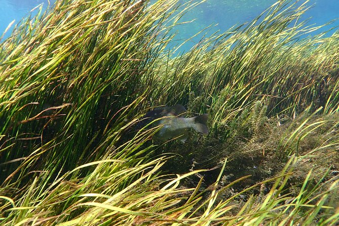Manatees and Rainbow River by SCUBA or Snorkel - Accessibility and Equipment Provided