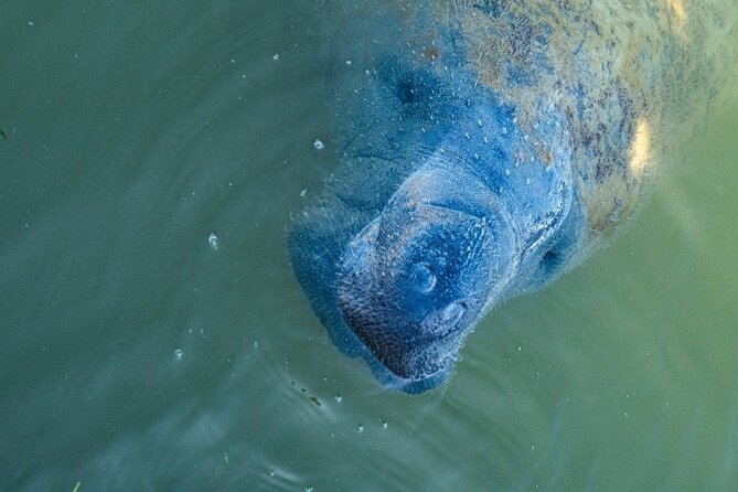 Manatees, Grasslands and Mangroves Kayak Tour (Small Group Tour) - Key Points