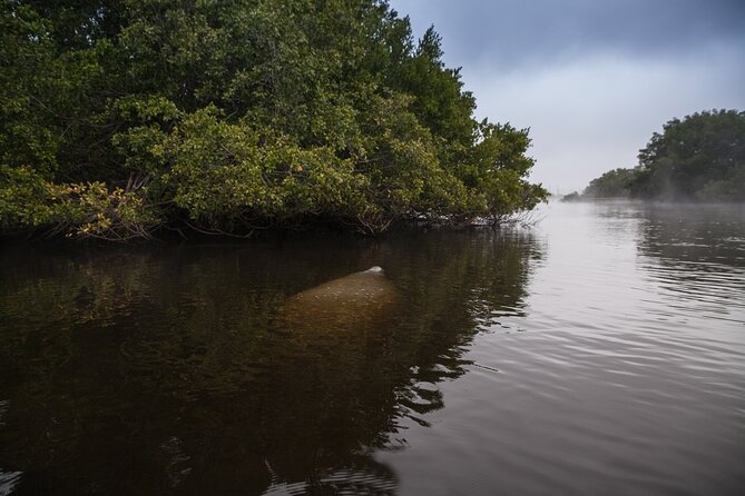 Manatees, Grasslands and Mangroves Kayak Tour (Small Group Tour) - Meeting Point and Pickup Details
