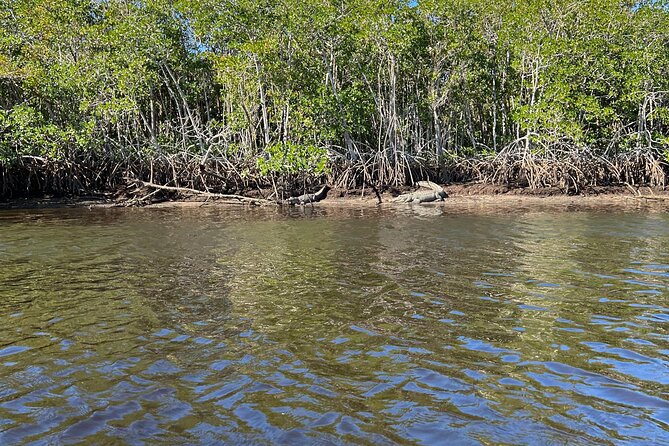 Manatees, Grasslands and Mangroves Kayak Tour (Small Group Tour) - What to Expect on the Tour