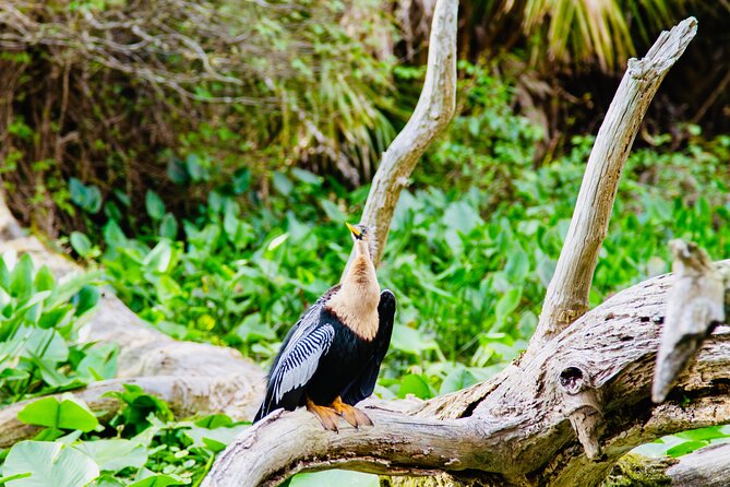 Manatees, Monkeys and Florida Natural Spring Adventure Tour - Tour Experience and Activities