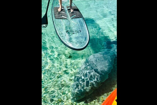 Manatees, Monkeys and Florida Natural Spring Adventure Tour - Accessibility and Transportation Options