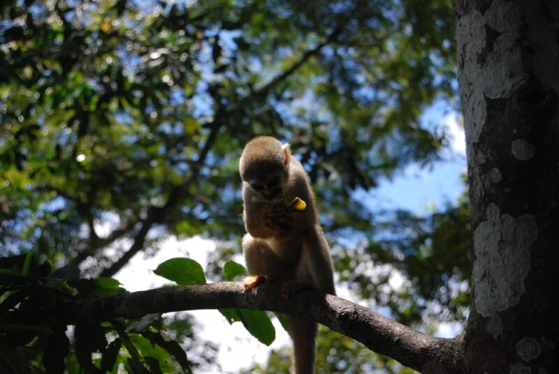 Manaus Amazon Adventure 5 Days Jungle Tour With Camping. - Key Points