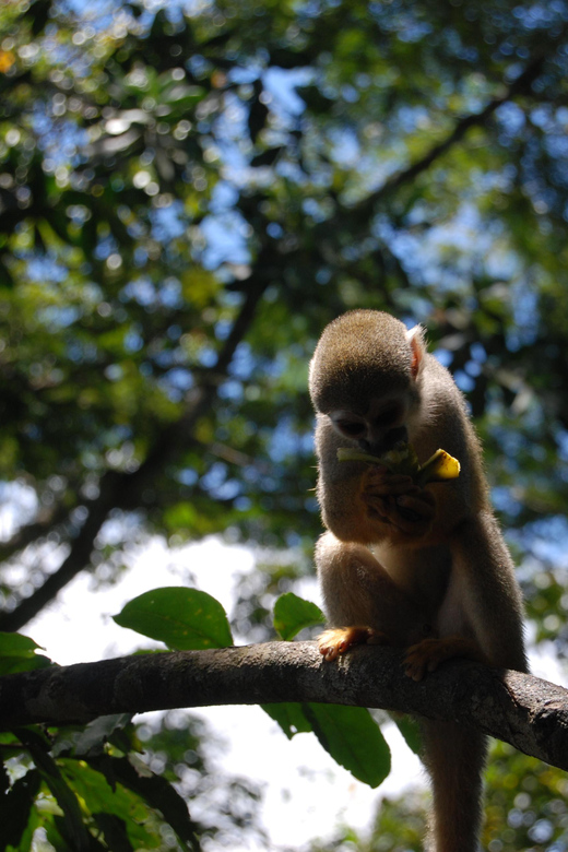 Manaus Amazon Adventure 5 Days Jungle Tour With Camping. - Included in the Tour