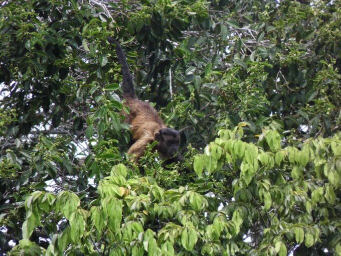 Manaus Amazon Adventure 5 Days Jungle Tour With Camping. - Frequently Asked Questions