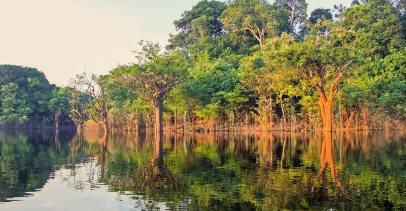 Manaus: Amazon Jungle Half-Day Walking Tour - Pickup and Transport Details