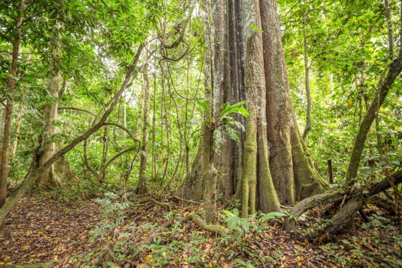 Manaus: Amazon Jungle Half-Day Walking Tour - Sighting Wildlife and Plants
