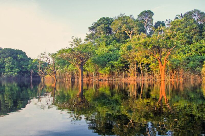 Manaus: Amazon Jungle Half-Day Walking Tour - Guided Educational Experience